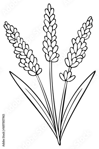Simple outline drawing of three lavender flower spikes with leaves