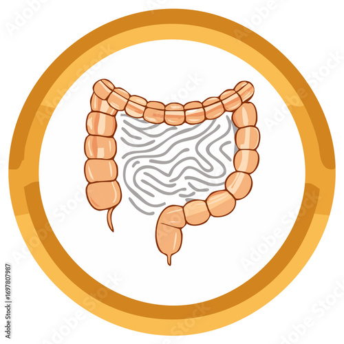 Illustration of the human colon anatomy, depicting the large intestine in a circular frame.