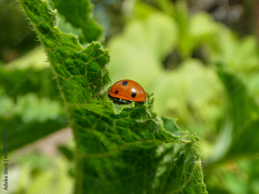 Fototapeta premium Ladybug Resting on a Green Leaf.