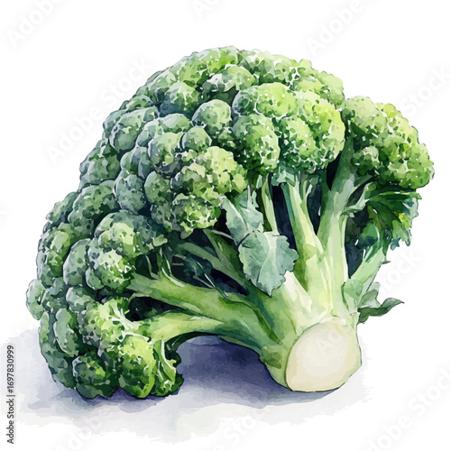 watercolor vector of Broccoli, isolated on a white background.