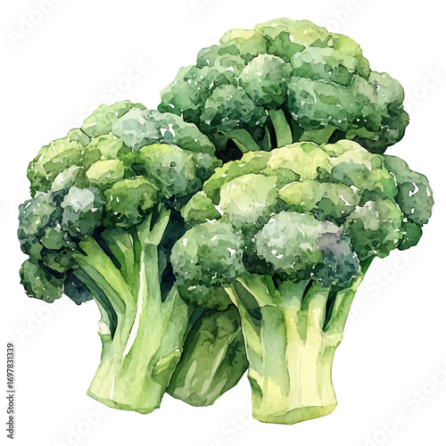 Broccoli, watercolor painting vector, isolated on a white background.
