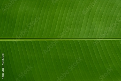 ใบตองแนวนอน | Horizontal Banana Leaf Pattern