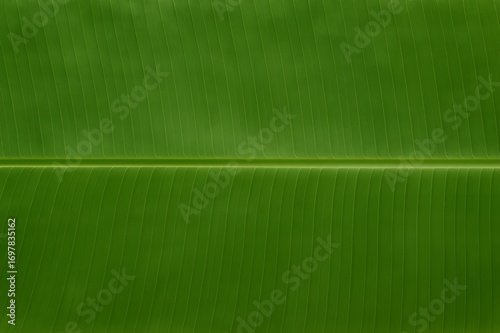 พื้นผิวใบตองเขียว | Banana Leaf Surface Texture