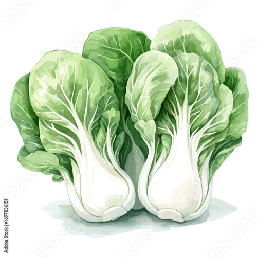 Bok Choy, watercolor illustration vector, isolated on a white background.
