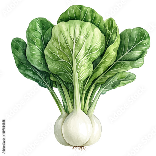 watercolor of Bok Choy, vector, isolated on a white background.