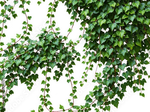 Close up shot of a green ivy plant with heart shaped leaves hanging down on a black background view