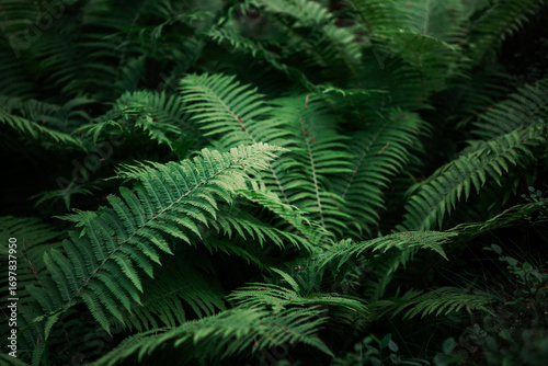 A dense cluster of vibrant green ferns flourishes in the soft light of early morning in a shaded woodland. The leaves exhibit intricate patterns and textures, creating a serene atmosphere