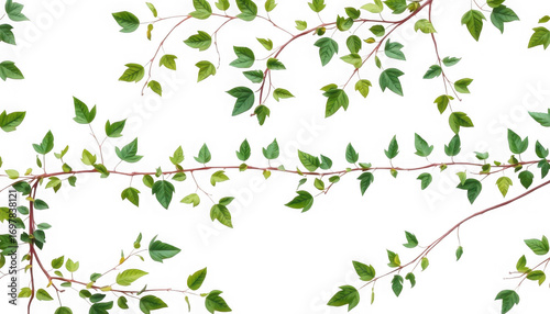 Wallpaper Mural A botanical illustration featuring climbing vines with green leaves on a black background art design Torontodigital.ca
