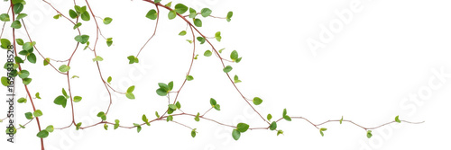 Close up view of creeping wire vine plant with small green leaves on a black background space for text
