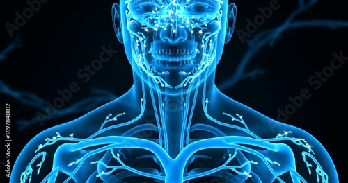 Human Lymphatic System Anatomy.
