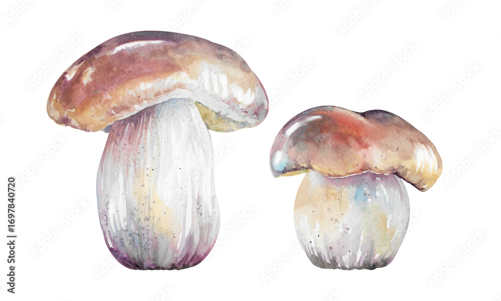Fototapeta premium Mushroom porcini hand drawn watercolor illustration isolated on white background. Colorful forest edible boletus set with brown cap for recipes, packaging, autumn, festive, harvest, food design