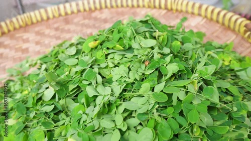 Moringa tree with green leaves, known as a superfood plant rich in nutrition, used for traditional medicine and sustainable living.