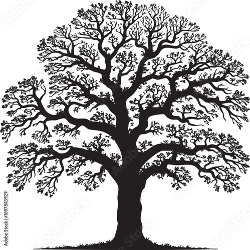 Silhouetted Majestic Oak Tree Against a Pure White Background