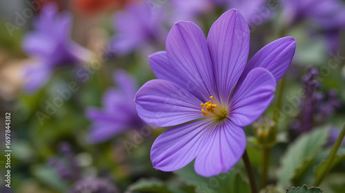 Close-up of a violet primula flower blooming in a flower bed.