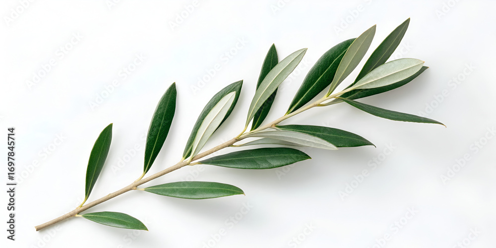 Fototapeta premium Single olive branch with delicate shadow isolated on white background in eco botanical design