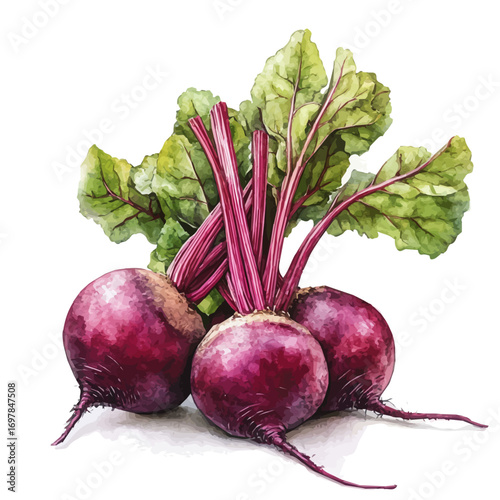 Beetroot, watercolor clipart vector, isolated on a white background.