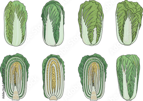 Napa, cabbage, whole, halved, vegetable, fresh, organic, leafy, green, food, nutrition, healthy, harvest, botanical, culinary