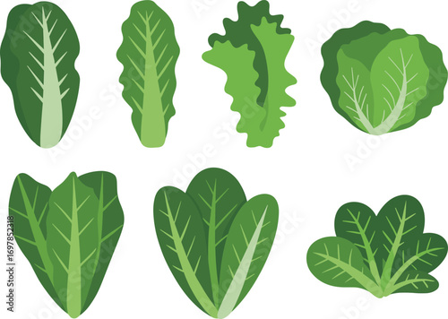 Lettuce, leaf, green, vegetable, fresh, organic, healthy, nutrition, botanical, food, texture, culinary, vibrant, garden, natural