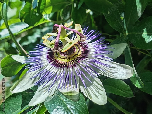 Fleur de passiflore en gros plan 3