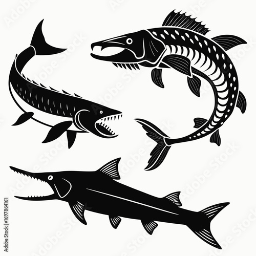Collection of vector illustrations depicting various species of predatory fish, showcasing their unique features and adaptations, ideal for educational purposes