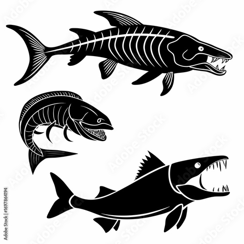 Three predatory fish skeletons, including a barracuda, a fish with teeth, and a shark, showcasing their distinctive features and hunting prowess