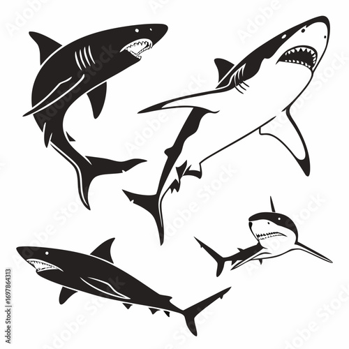 A set of four vector shark illustrations great white shark, hammerhead shark, tiger shark, and bull shark in various poses for your creative design needs
