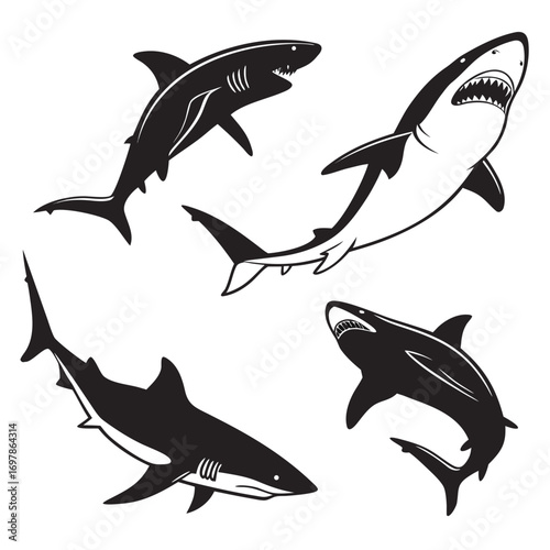 Collection of four vector shark illustrations great white shark, hammerhead shark, tiger shark, and bull shark in various poses for your creative projects