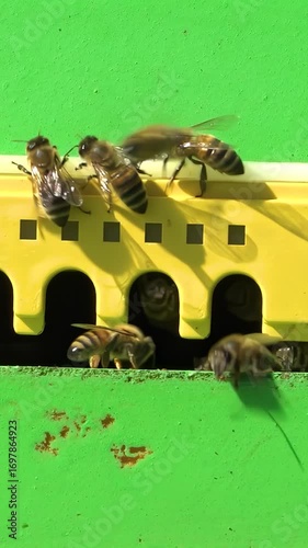 Apiary. Bees collect honey in honeycombs. Modern hives with honeycombs. The product of bees' vital activity is honey.