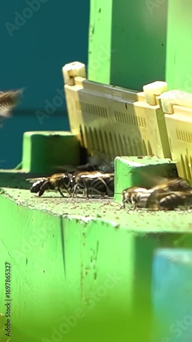 Apiary. Bees collect honey in honeycombs. Modern hives with honeycombs. The product of bees' vital activity is honey.