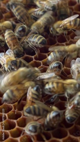 Apiary. Bees collect honey in honeycombs. Modern hives with honeycombs. The product of bees' vital activity is honey.