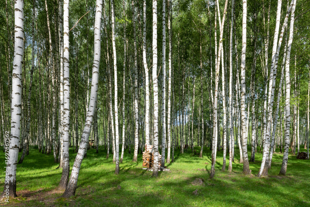 Naklejka premium Summer landscape with birch grove on a summer day