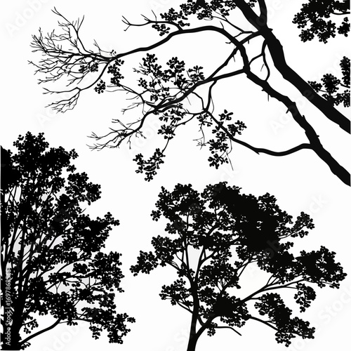 Silhouettes of leafy branches and bare tree limbs against a bright white background
