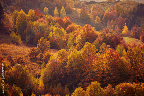 Autumn colored trees and countryside landscape scenery.