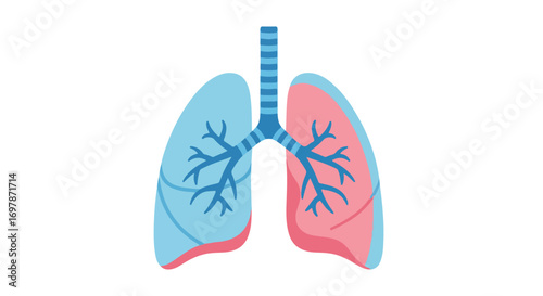 Stylized lung illustration with blue and pink hues, depicting pulmonary health and respiratory system function for educational resources