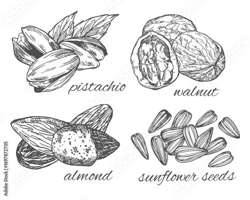 Pistachio,walnut, almond and sunflower seeds hand drawn ink sketch. Isolated on white background.