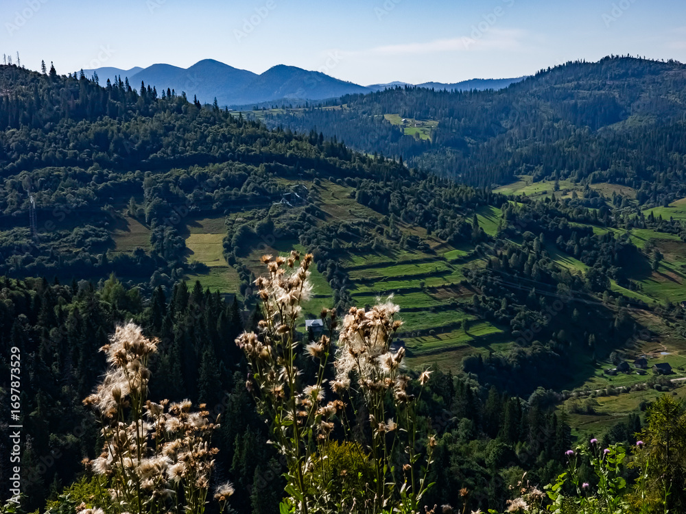 Obraz premium Bright purple fireweed flowers with a mountain valley backdrop, perfect for eco-tourism ads, nature wellness campaigns, and outdoor recreation promotions.