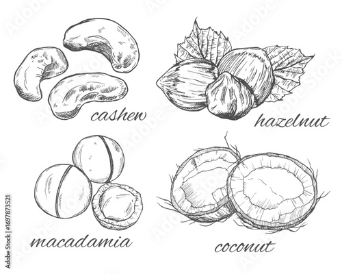 Cashew, hazelnut,macadamia and coconut hand drawn ink sketch. Isolated on white background.