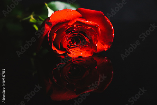 rose, flower, red, love, isolated, nature, beauty, white, valentine, roses, romance, black, beautiful, green, petal, single, romantic, gift, bloom, petals, leaf, floral, plant, color, blossom