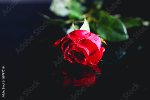 rose, flower, red, love, nature, isolated, romance, valentine, beauty, black, single, white, red rose, pink, petal, roses, blossom, floral, green, gift, plant, beautiful, leaf, stem, bu