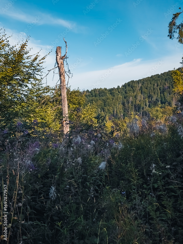 Obraz premium Lush pine trees framing a serene mountain valley with distant peaks and green fields, perfect for travel marketing, eco-adventures, and nature wellness promotions.