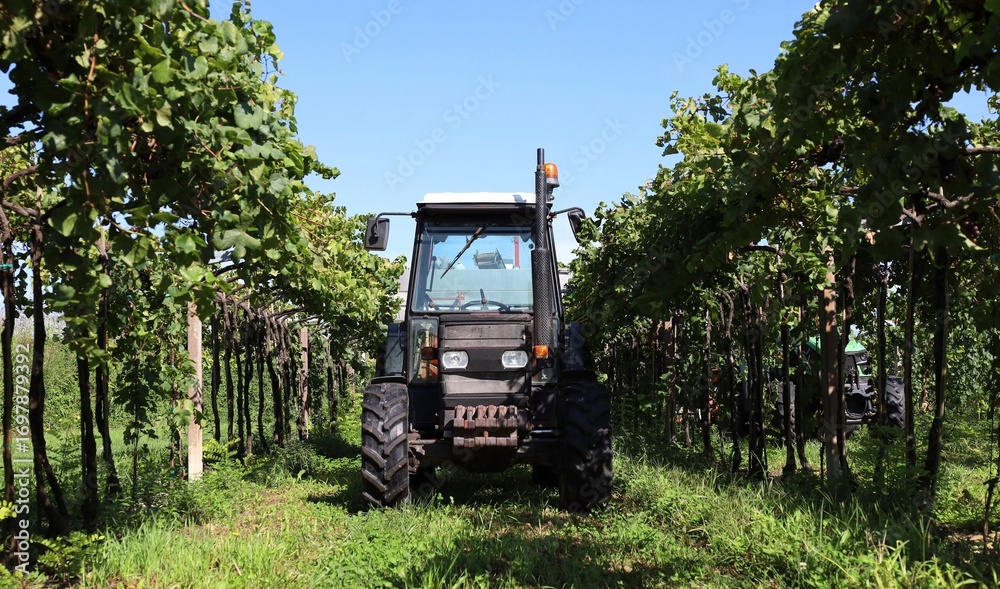 Fototapeta premium Orchard tractor inside a row of vineyard during the grape harvest in early autumn.