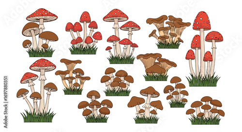 Diverse fungal collection: An array of stylized mushroom illustrations capturing natural forms, suitable for botanical studies and design projects,