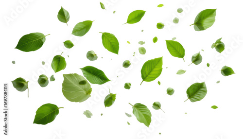 Vector illustration of green leaves and floral design elements on a natural, white background