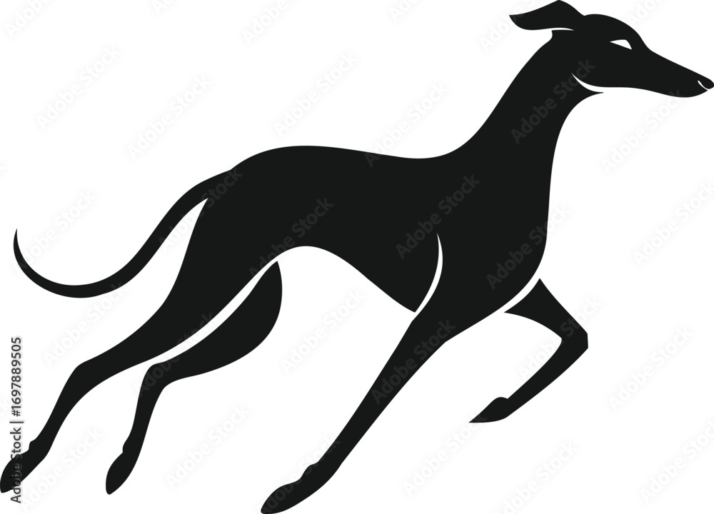 Fototapeta premium Silhouette of a running greyhound in motion.