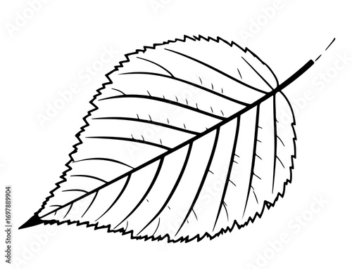 Birch leaf outline simple line drawing isolated on white botany study high quality professional