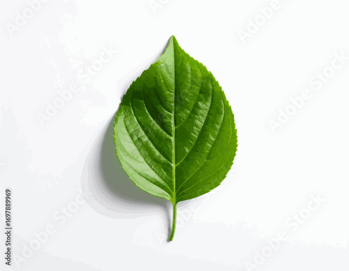 Green leaf Detailed macro shot Isolated on white simple nature beauty high quality professional
