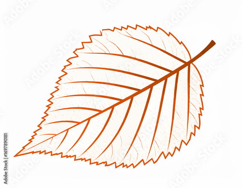Single leaf detailed line drawing autumn colors delicate veins simple isolated botanical study high quality professional
