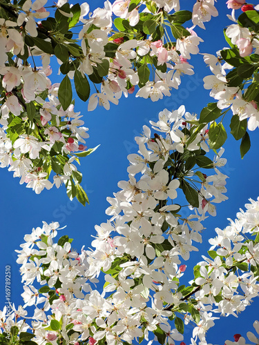 Blooming apple tree branches display vibrant pink and white flowers in springtime garden setting.  Pink sakura flowers, dreamy romantic artistic image of spring nature.