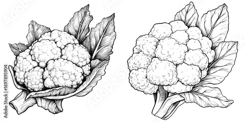 Leafy cabbage is similar in appearance to the vegetable cauliflower, which is known for its modern white flower buds in the cabbage head
