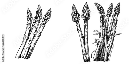 An isolated green asparagus stalk accompanied by herb condiments embodies modern vegetarian food and greenery grocery stalks